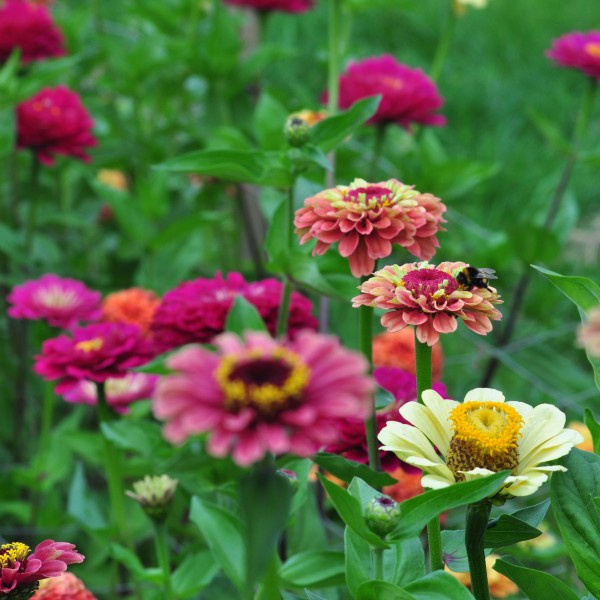 zinnia-elegans-brightantiques