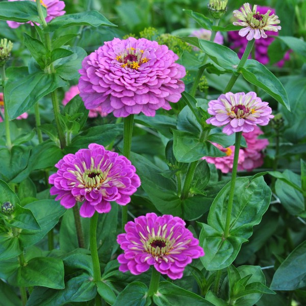 zinnia_elegans_grote_roze3_web