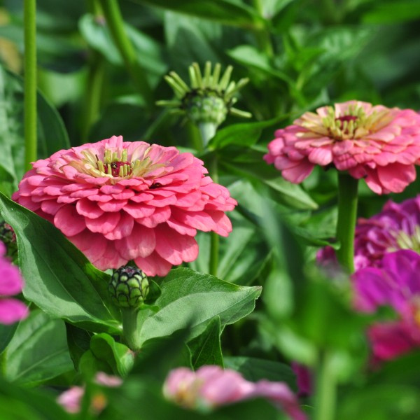 zinnia_elegans_grote_roze5_web