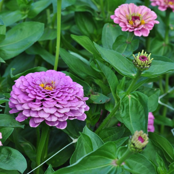 zinnia_elegans_grote_roze_web