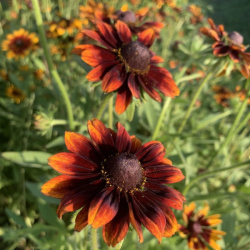 Rudbeckia hirta Chocolate Orange 83