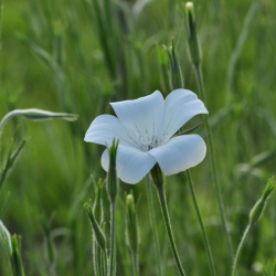 agrostemma-githago-snowwhite