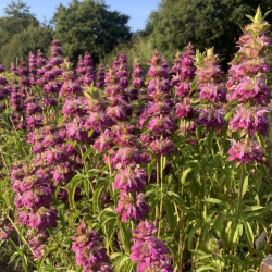 monarda citriodora purplish lilac 1