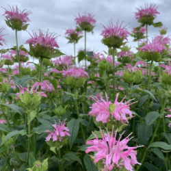 monarda didyma bergamot hot pink 1