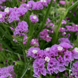 statice-limonium-sinuatum-pinklavender