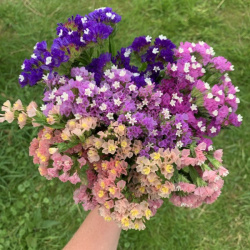 statice-limonium-sinuatum-purplerainbowmix
