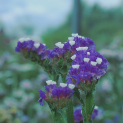 statice_sinuata_-_lamsoor_purple